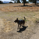 Illustration for article titled Toby Hike Day: Wellbarn Road to San Joaquin River Trail